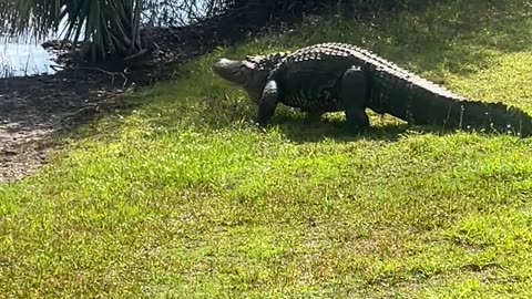 Large Three-Legged Alligator on Golf Course