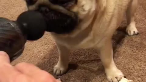 That noise sent me 😭🐾 😂