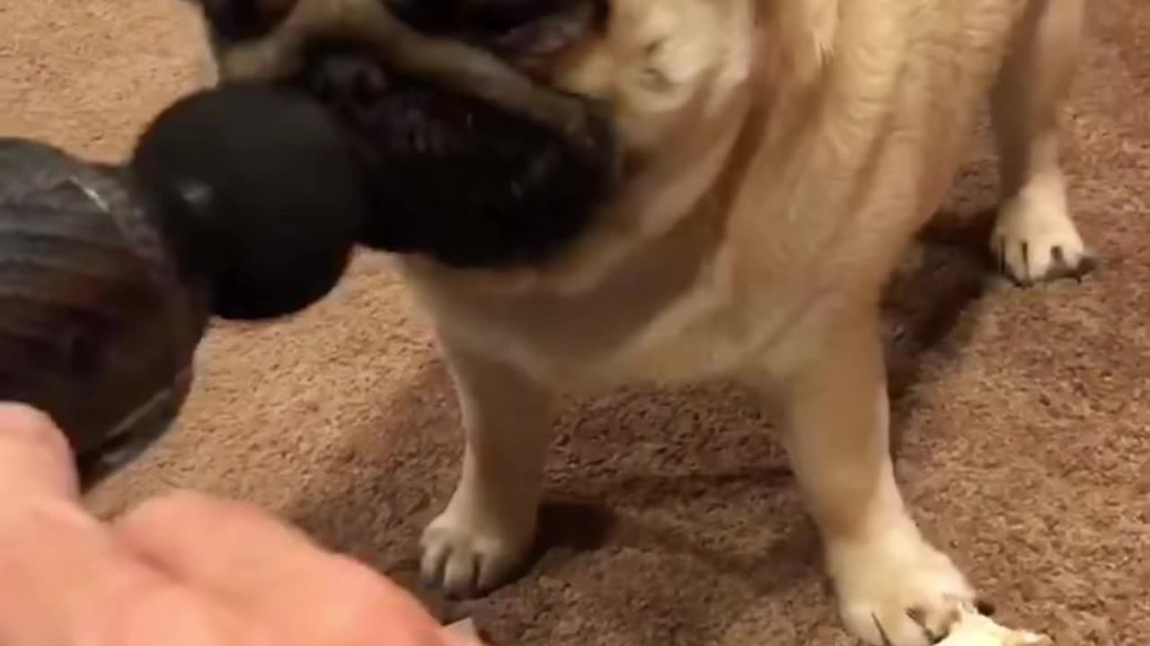 That noise sent me 😭🐾 😂