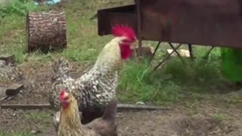 gallina