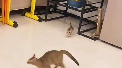 😂 Best Funny Cat Moments You Must See!