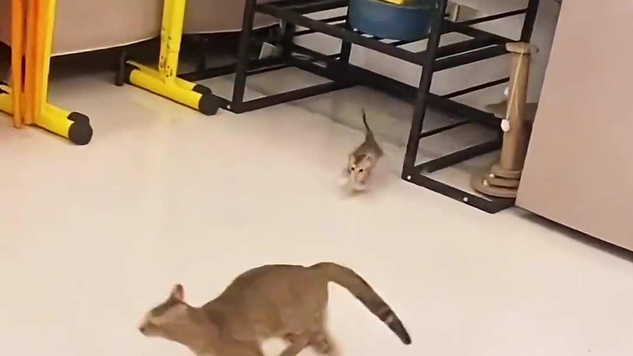 😂 Best Funny Cat Moments You Must See!
