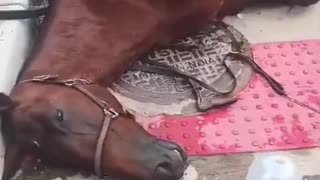 Carriage horse collapses, dies in Manhattan