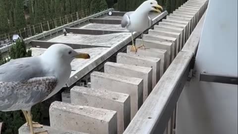😂💥 Hysterical Laugh After Epic Fall! | FunFM