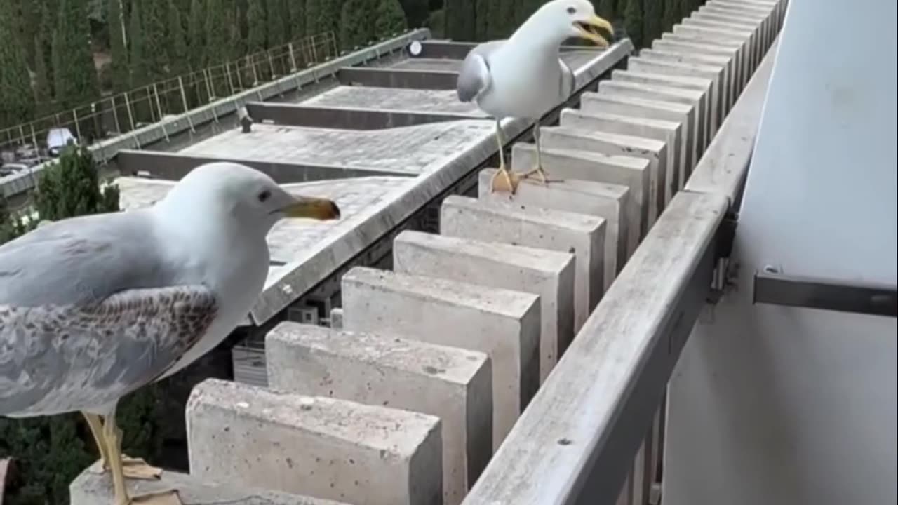 😂💥 Hysterical Laugh After Epic Fall! | FunFM