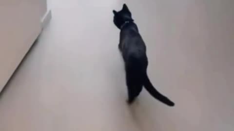 "The acrobat cat".