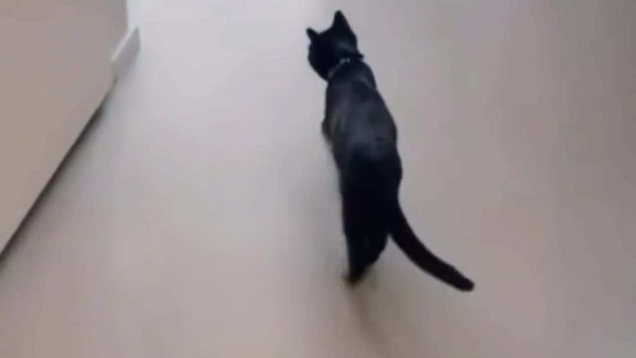 "The acrobat cat".