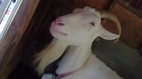 雨の日の山羊小屋にいる山羊さん