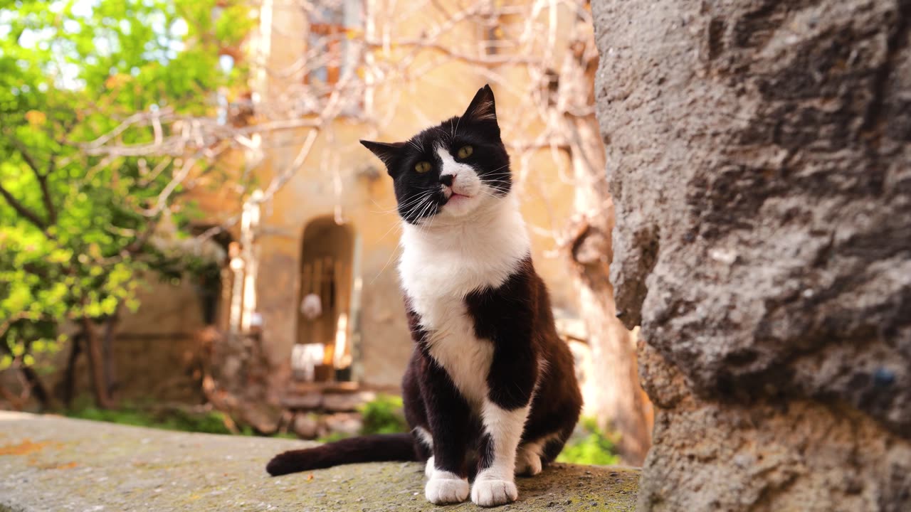 Curious Tuxedo Cat In Rustic Outdoor Setting