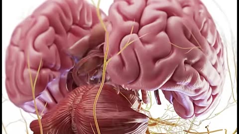 The human brain