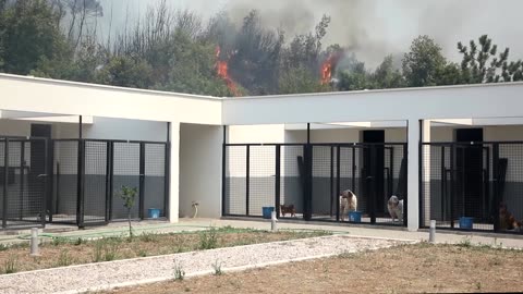 Firefighters save dog shelter as fire spreads in Montenegro
