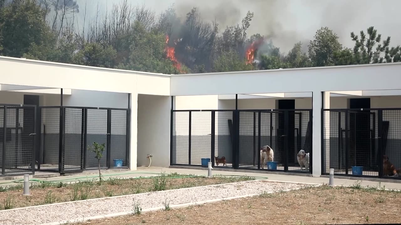 Firefighters save dog shelter as fire spreads in Montenegro