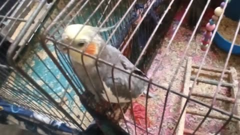 Funny Animal Videos