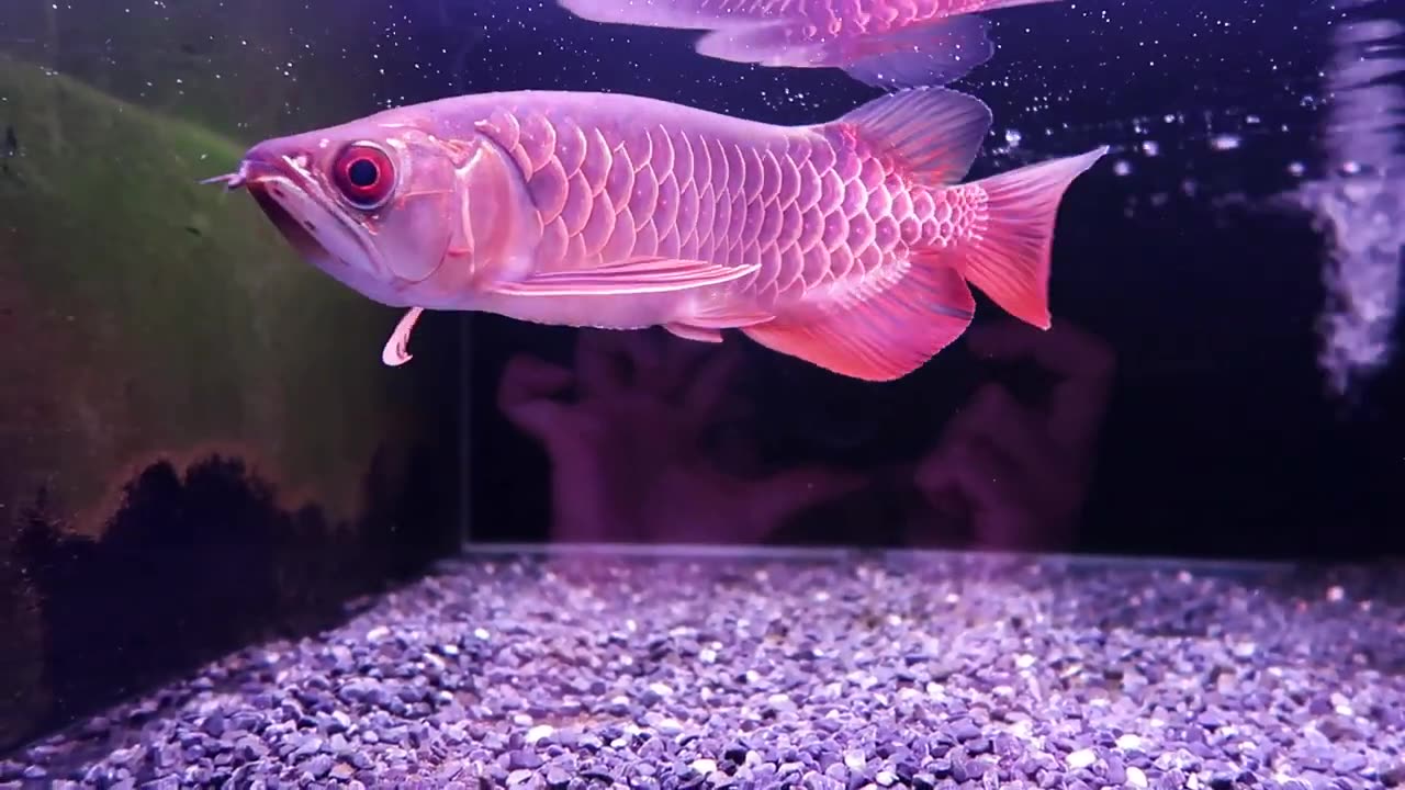 【龍爵士】過背金龍 28公分