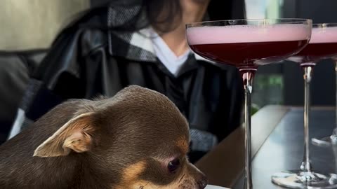 Dog Brings His Own Food To Restaurant