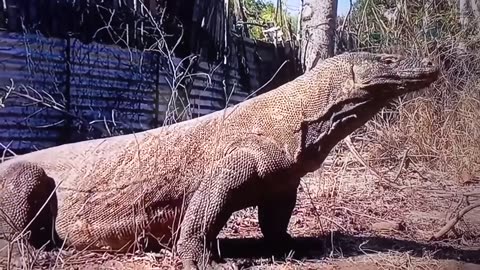 Komodo Dragon hunting Small Goat and eat alive