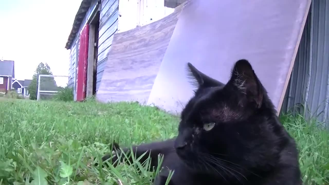 Timinou, chat de webicino avec un lapin