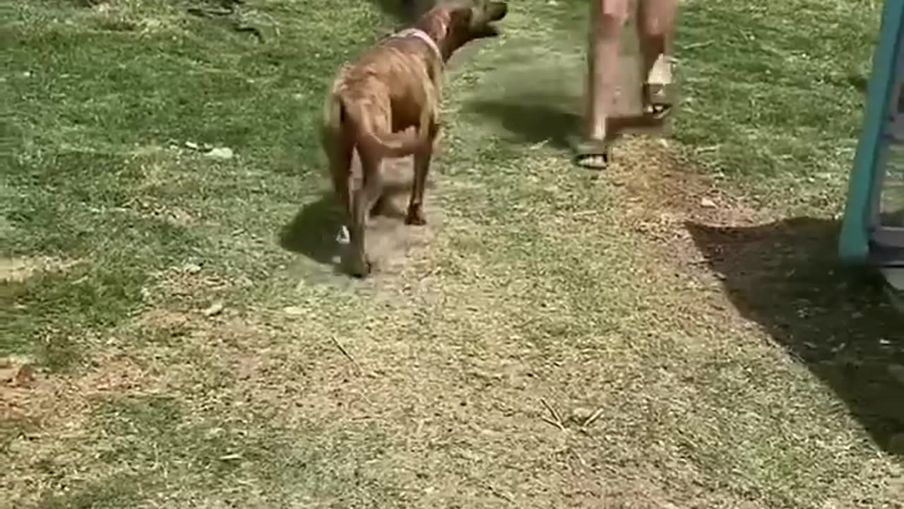Funniest Animal Videos Ever