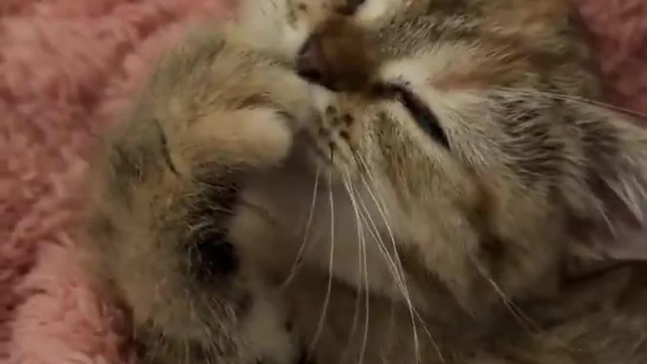 nomnomnom