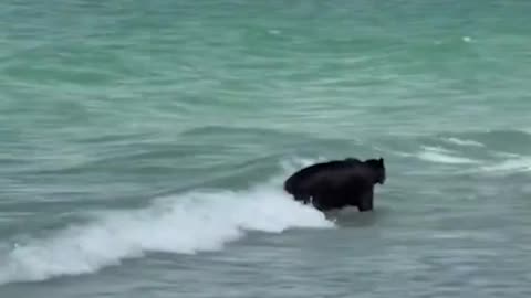 Beach Bear
