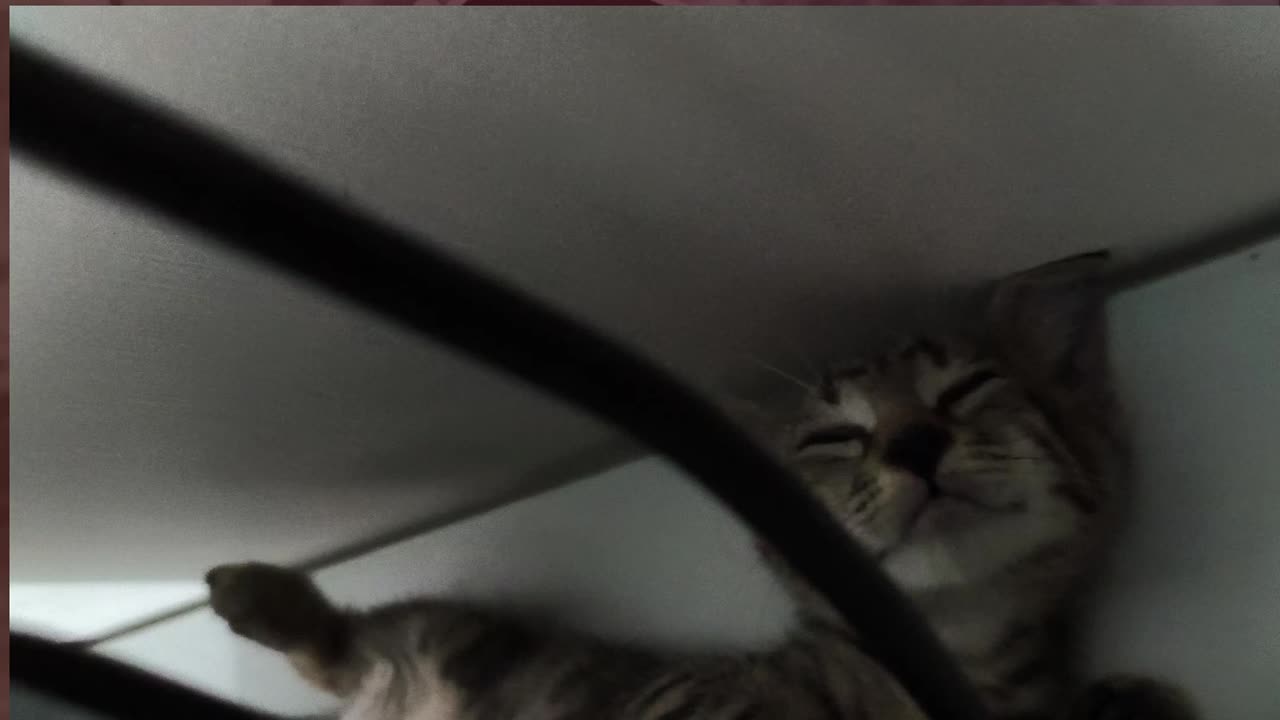 29th July Kitten Vlog Patch Alt impounding my work table for sleeping