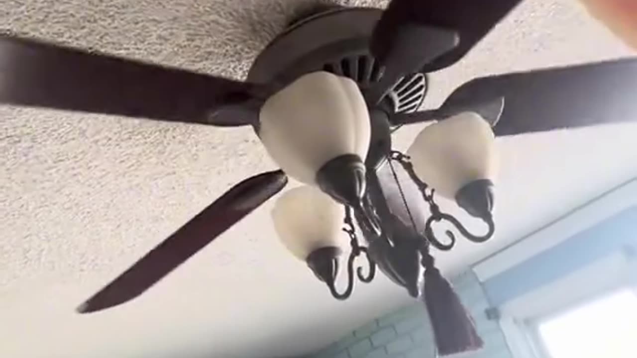 parrot makes you cry from laughing 😂