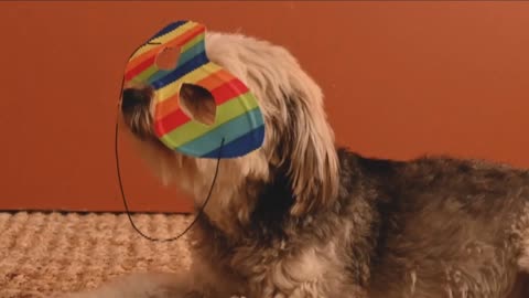 Cutest Dog Reactions Ever! From Silly Glasses to Secret Cameras| Pawfect LOLs #25
