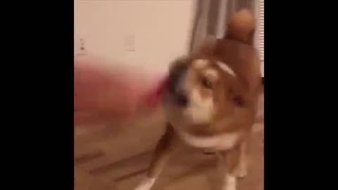 UNUSUAL MEMES COMPILATION V33