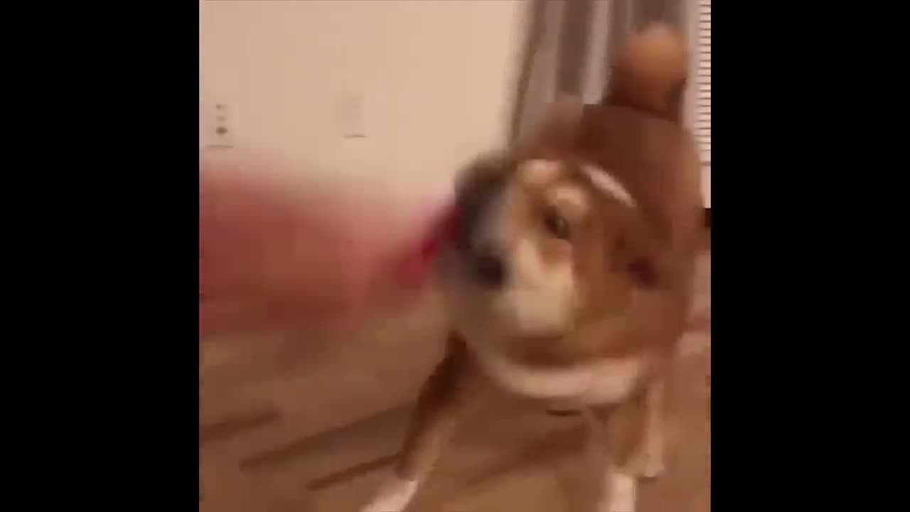 UNUSUAL MEMES COMPILATION V33