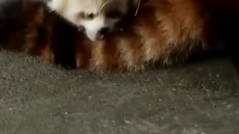 Red Panda bear cubby