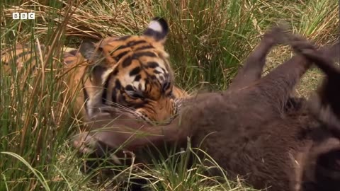 The Greatest Fights In The Animal Kingdom: