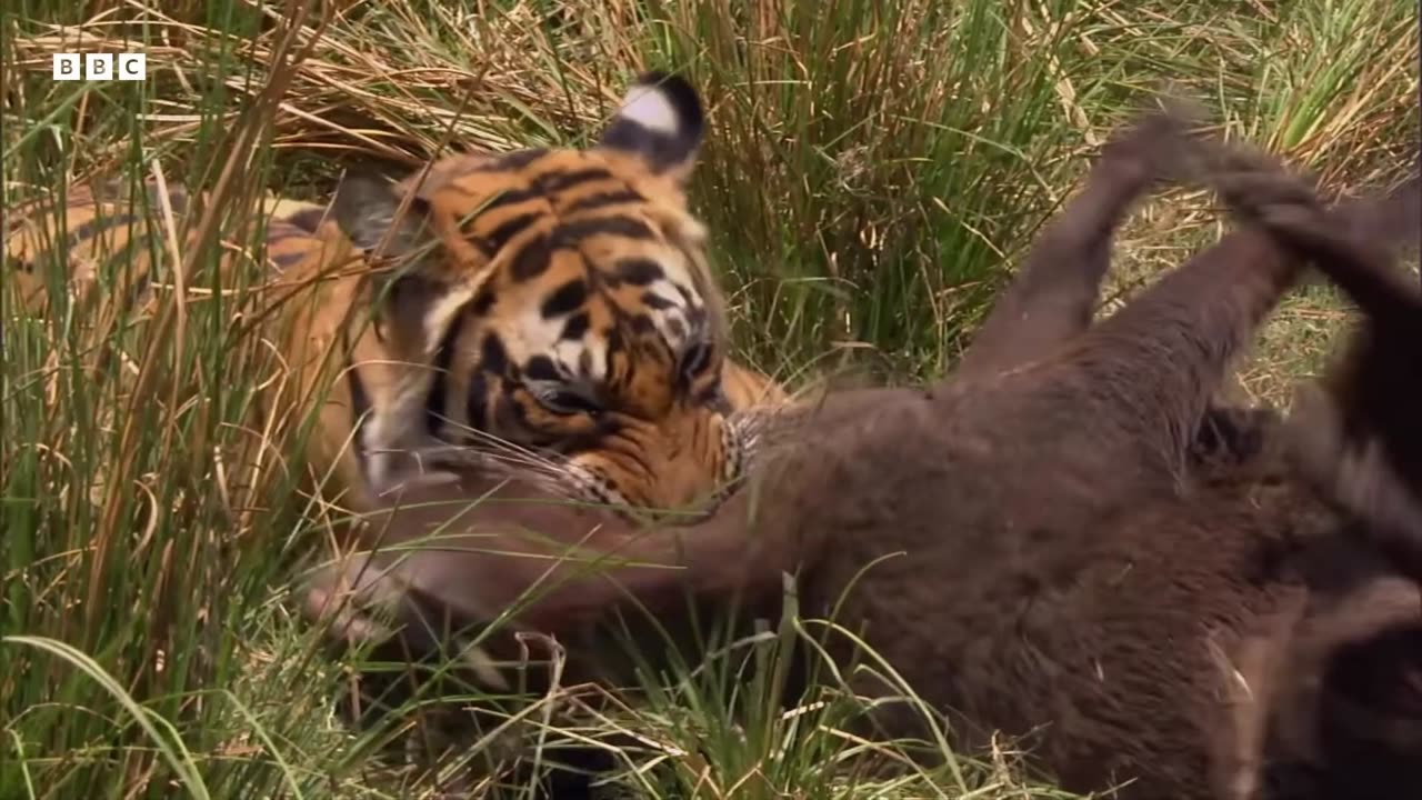 The Greatest Fights In The Animal Kingdom: