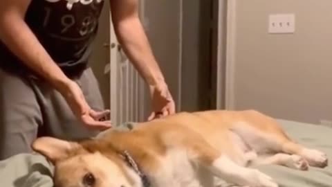 DOG'S DYNASTY: LEGEND OF THE WAG