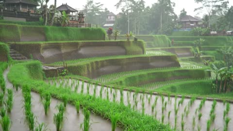 Rain Sounds in the Rice Fields
