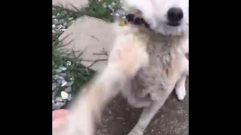 Funny video pets