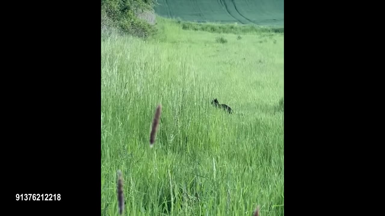 funny animals moment