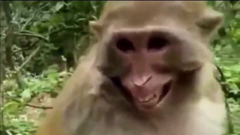 Monkey vs Dog's, Lion vs Dog's Comedy videos 🤣 so cute videos 😍