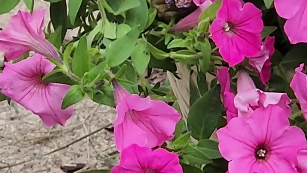 Butterfly lands too deep in the shit and is forced to find a new open LZ