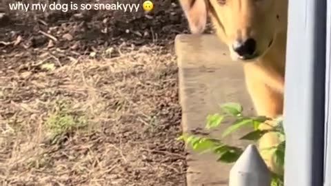 😱🐶 You Won't Believe This Dog's Reaction! | FunFM