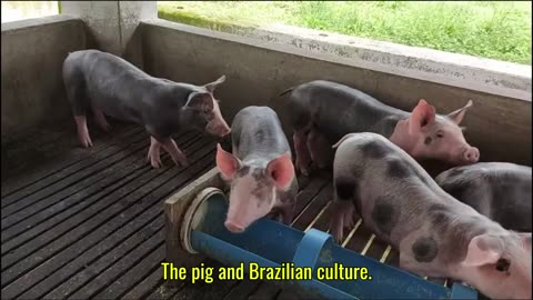 “The Brazilian Pig: History, Flavor and Economic Power”