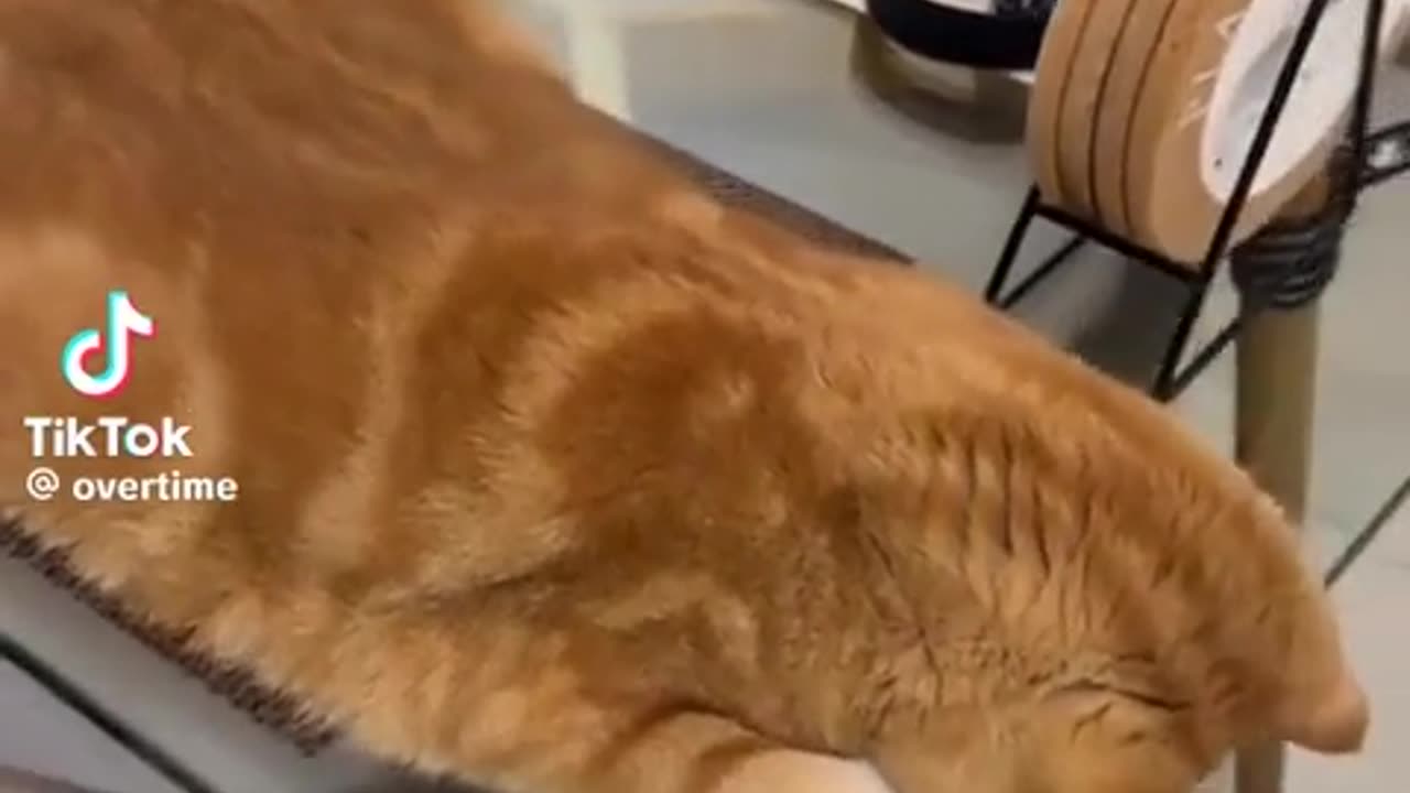 😂😴 Sleeping Cat | FunFM