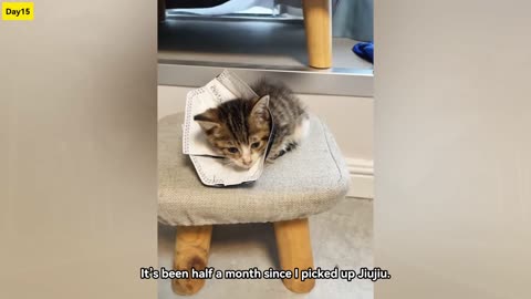 Rescue cats 2
