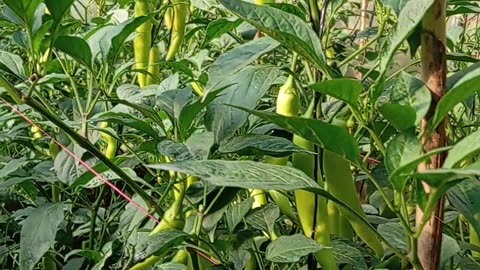 Capcicum