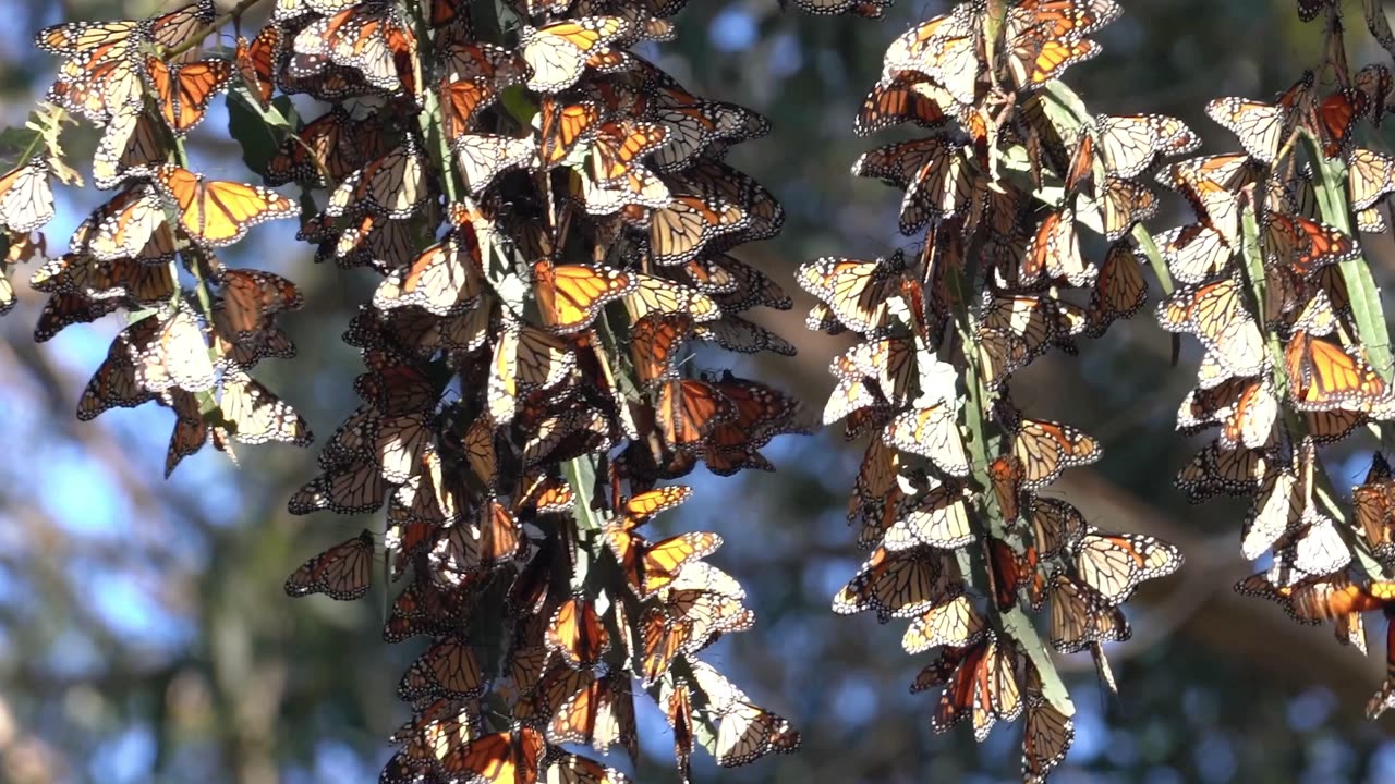 The Journey of the Monarch Butterfly