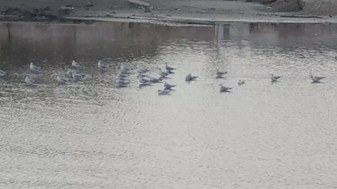 29-12-2017 בנחל הירקון ת"א