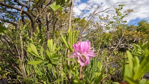 Bog Laurel