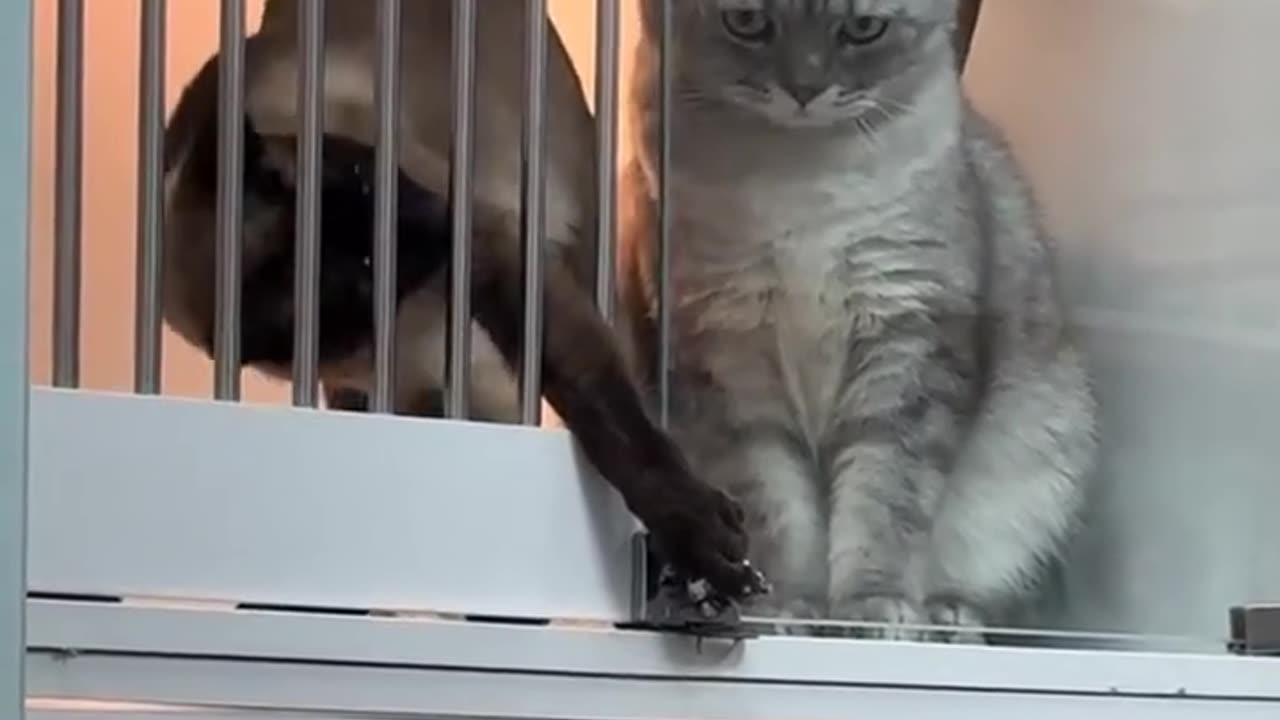Smart Cat Opens the Door! 😼🚪