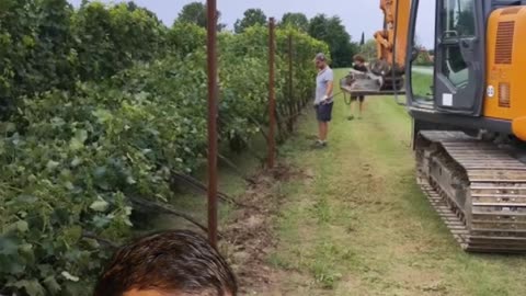 Vineyard storm damage 🌪️🍇