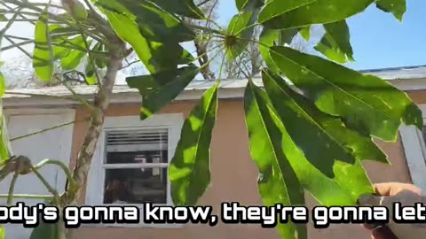 Abandoned House Turns Into H.O.A. Nightmare—No One Claims Ownership P5
