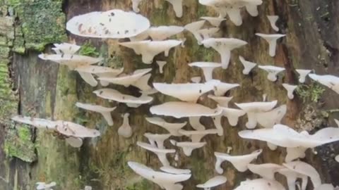 Mushroom That's Out Here Saving The Planet🍄🦸‍♂️🦸‍♀️